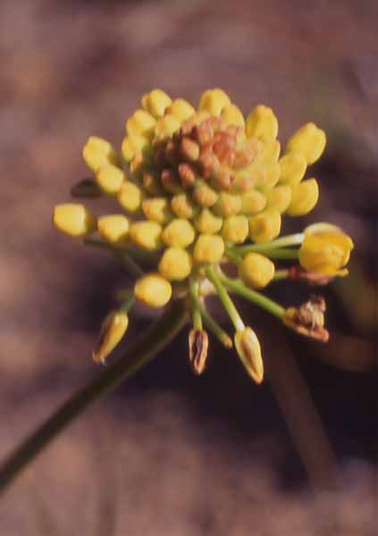 Photo of yellow flower
