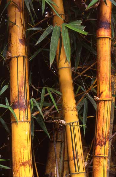 Photo of bamboo at Mzuzu