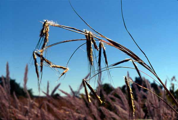 Photo of grass