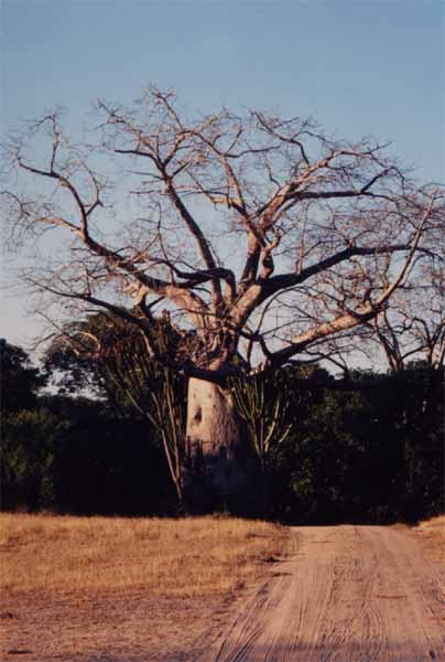 Photo of baobab