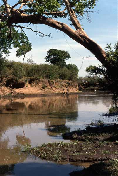 Photo of Mara River
