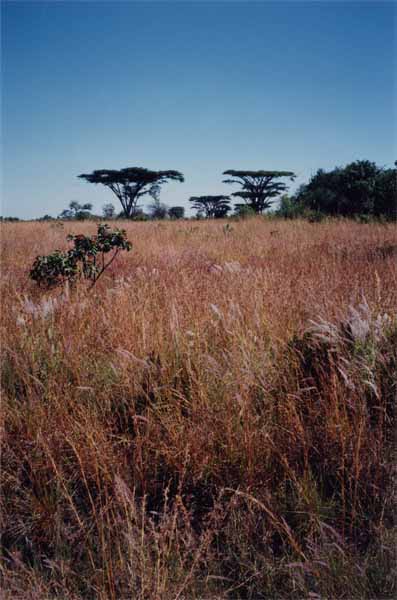 Photo of Nyika savanna