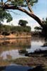 Click for the Mara River photo