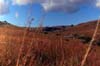 Nyika Plateau view photo