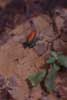 strawberry poison dart frog photo