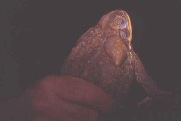 cane toad in hand photo