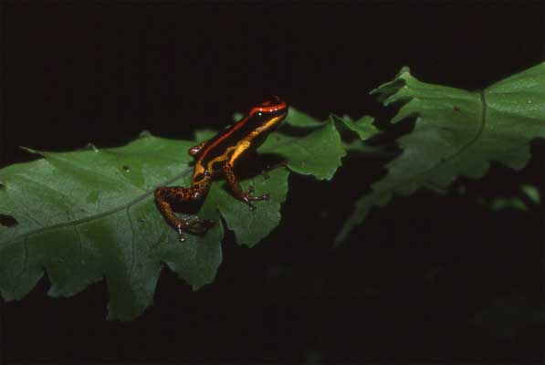 yellow and black poison frog on leaf photo