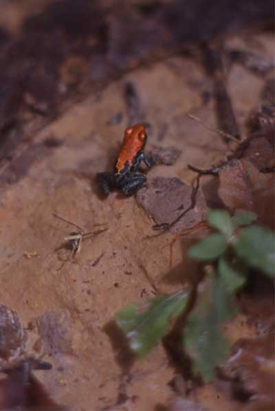 strawberry poison frog on forest floor photo