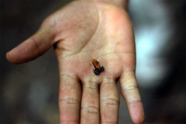 strawberry poison frog in hand photo