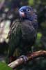 blue headed parrot photo