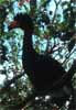 wattled curassow photo