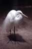 great egret in breeding plumage photo