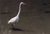 great egret hunting photo