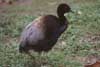 gray winged trumpeter photo