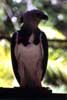 harpy eagle photo