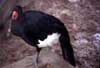 wattled curassow photo