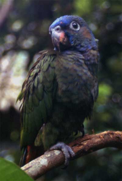 blue-headed parrot photo