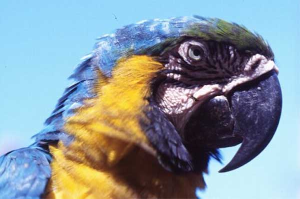 blue and yellow macaw photo