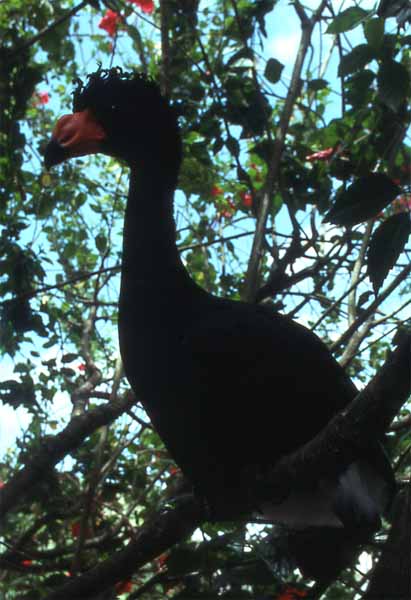 curassow in tree photo