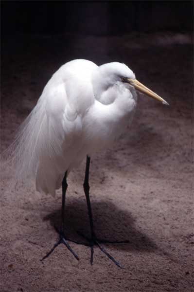 breeding egret photo