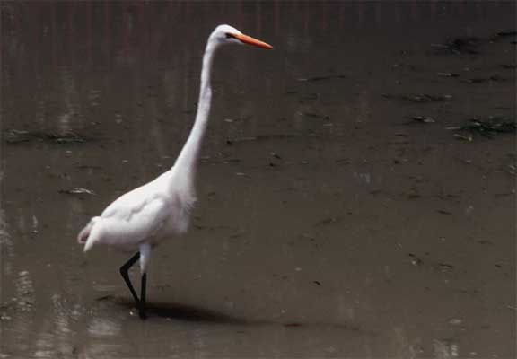 hunting egret photo
