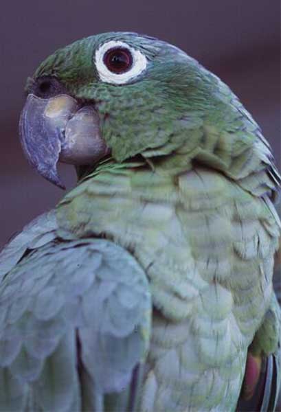 mealy parrot photo
