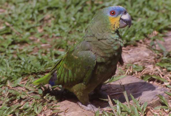 orange-winged parrot photo