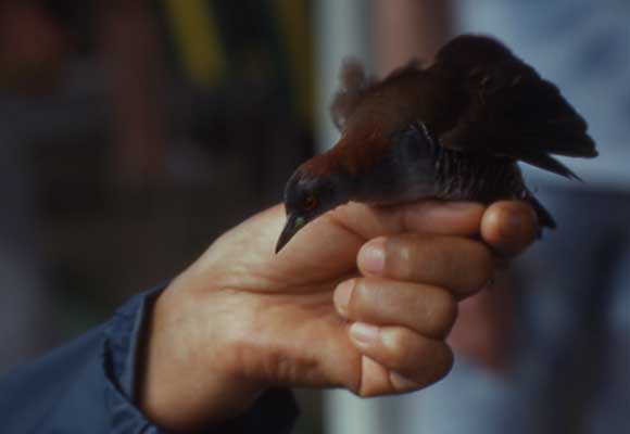 gray-breasted crake photo