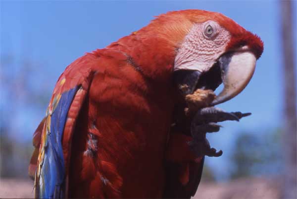 scarlet macaw feeding photo