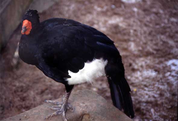 wattled curassow photo