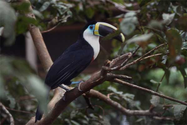 yellow-ridged toucan photo