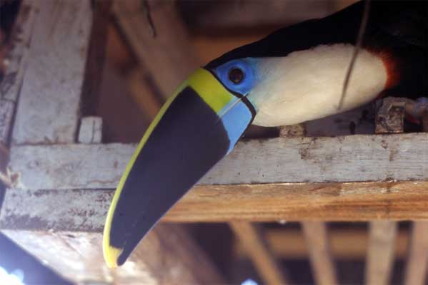pet toucan photo