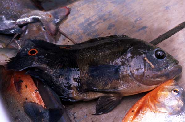 oscar fish photo