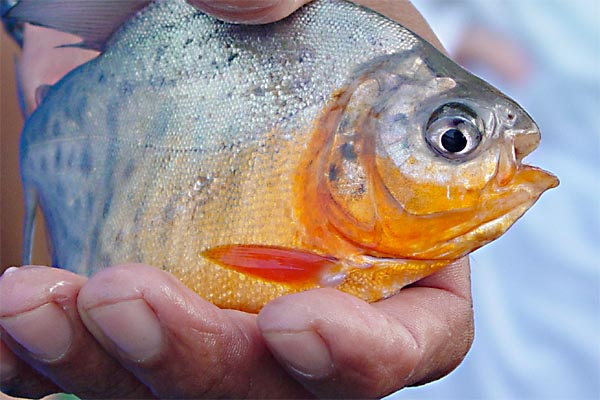 pacu juvenile photo