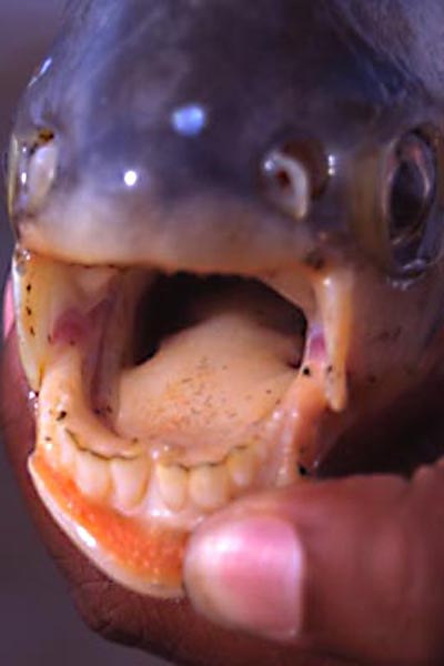 fish with human teeth found in lake