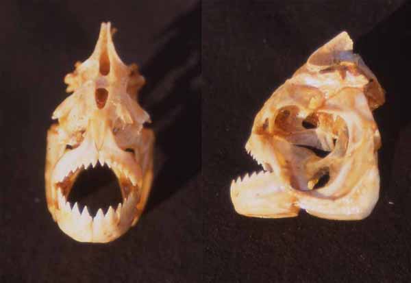 piranha skull photo