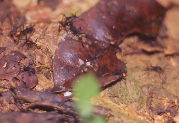 group of ants photo