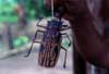 harlequin beetle photo