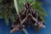 hawk moth photo