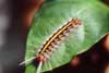 hairy caterpillar photo