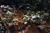 leafcutter ant nest photo