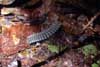 millipede photo