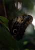 owl butterfly photo