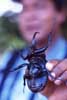 rhinoceros beetle photo