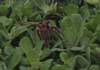 tarantula on water lettuce photo