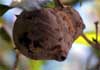 wasp nest photo