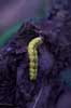 yellow caterpillar photo