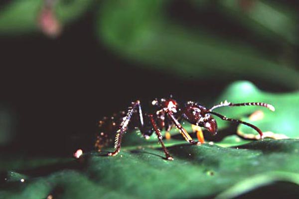 bullet ant photo