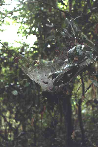 communal spider web photo