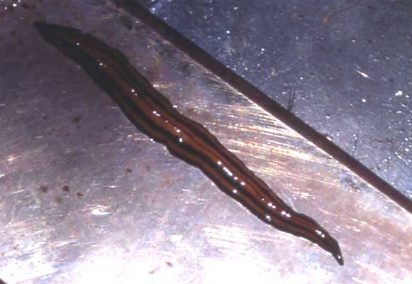 flatworm photo